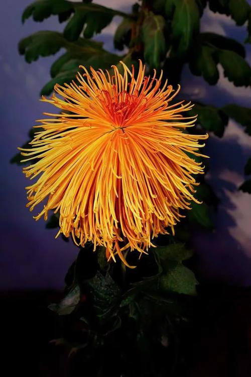 金风飘菊蕊,玉露泣萸枝.暗暗淡淡