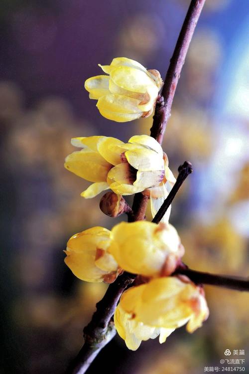 谁说梅花没有泪?